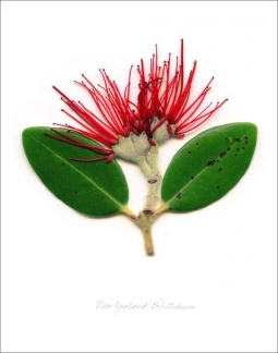 NZ Flora Photographic Print - Pohutukawa Portrait