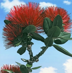 Pohutukawa Stanley Bay Canvas by Alison Gilmour