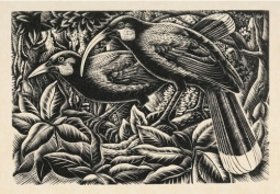 Huia Print by E. Mervyn Taylor