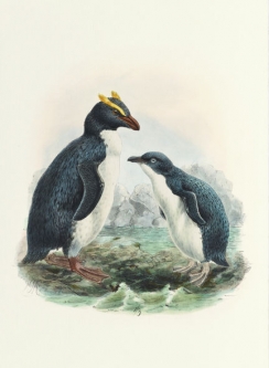 Fiordland Crested Penguin from a History of the Birds of NZ