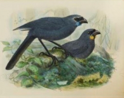 North Island & South Island Kokako from History of the Birds of NZ