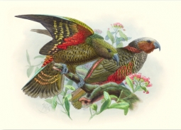Kea & Kākā from History of the Birds of NZ by John Keulemans