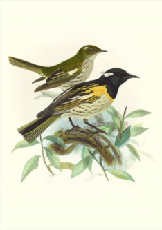 Stitchbird by John Keulemans from Buller’s Birds of NZ