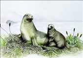 Hookers Sea Lions by Pauline Morse Hookers Sea Lions by Pauline Morse