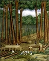 Kauri Forest by Charles Heaphy
