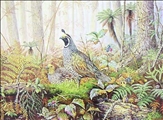 Morning  Silence - Quail by Jeanette Blackburn