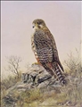 New Zealand Falcon by Jeanette Blackburn