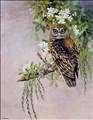 Magnificent Morepork by Jeanette Blackburn