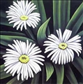 Mountain Daisy by Diana Adams