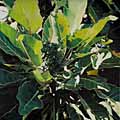 Light Catches Leaves by Jane Puckey