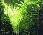 Sunlit Palm by Kerry Fenton-Johns Sunlit Palm by Kerry Fenton-Johns