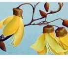 Kowhai by Jo Simon Kowhai by Jo Simon