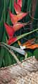 Bird of Paradise by Alison Gilmour