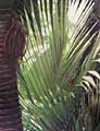 Sunlit Nikau by Kerry Fenton-Johns Sunlit Nikau by Kerry Fenton-Johns