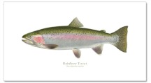 Rainbow Trout by Martin Simpson
