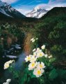 Mount Cook Buttercups by Rob Brown Mount Cook Buttercups by Rob Brown