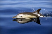 Dolphin Poster