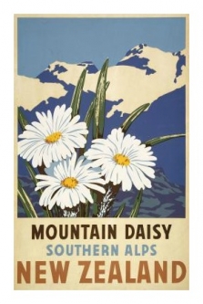 Mountain Daisy Vintage NZ Poster