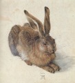 The Hare by Albrecht Durer