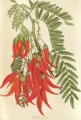Clianthus Puniceus Botanical Print Clianthus Puniceus Botanical Print