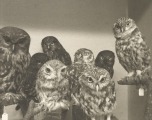 New Zealand Moreporks by Laurence Aberhart