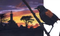 Black is Back by Sandra Whyte