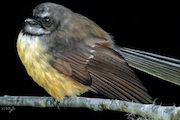 Fantail by Sandra Whyte Fantail by Sandra Whyte