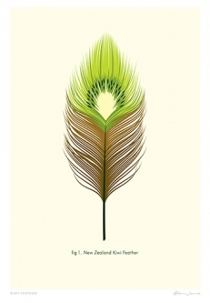 Kiwi Feather Print by Glenn Jones