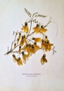 Kowhai Botanical Print by Emily Harris