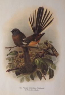 Fantail Print from Buller's Birds of NZ