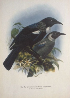 Tui Print from Bullers Birds of NZ
