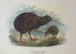 Kiwi Print from Birds of NZ by Walter Buller