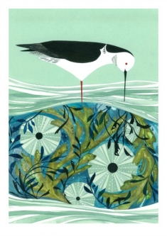 Kina and Pied Stilt by Holly Roach