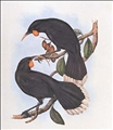 Huia by John Gould