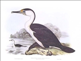 Pied Cormorant by John Gould