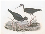 The Pied Stilt by John Gould