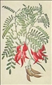 Kaka Beak by Sydney Parkinson