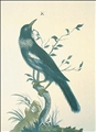 The Poa (Tui) by Robert Laurie