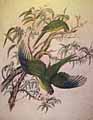 Red-Crowned Parakeet by Charles Heaphy