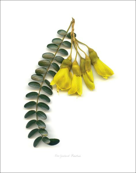 Kowhai Flower Group by Reuben Price