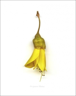Kowhai Flower Single by Reuben Price