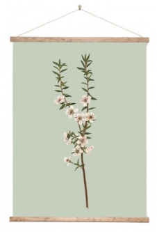 NZ Botanical Poster - Canvas Wall Chart “Manuka”