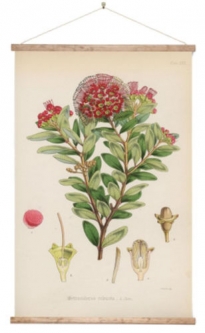 Northern Rata Botanical Poster - Canvas Vintage Wall Chart