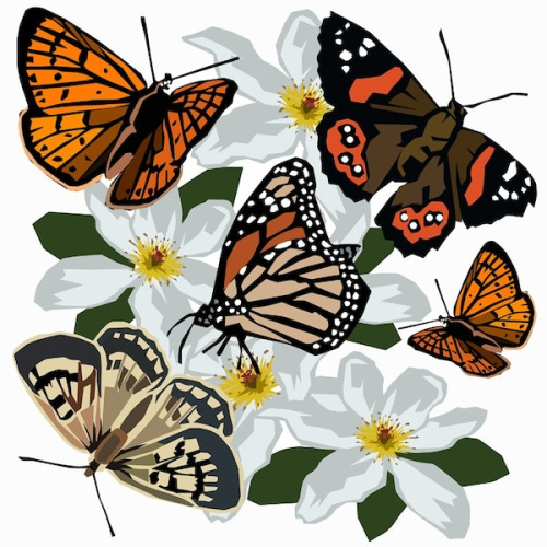New Zealand Butterflies Print for sale by modern NZ artist Ira Mitchell