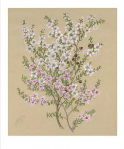 Vintage NZ Manuka Botanical Print