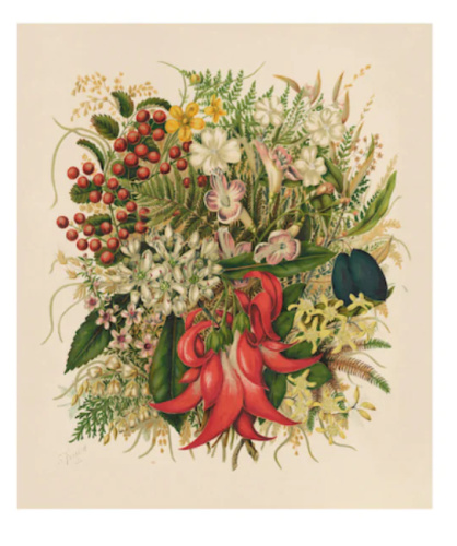 Printable Images Of New Zealand S Rare Flowers Where And When To See