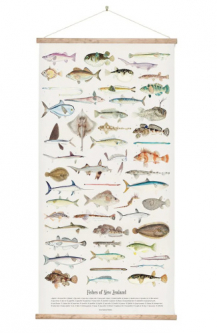 Fish species of New Zealand Poster