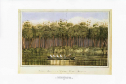 Cowdie Forest on the Wairoa River, Kaipara, 1839 by Charles Heaphy