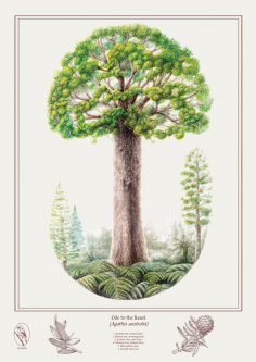 Ode to the Kauri by Erin Forsyth