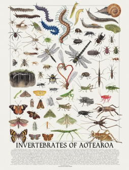 Invertebrates of Aotearoa by Erin Forsyth